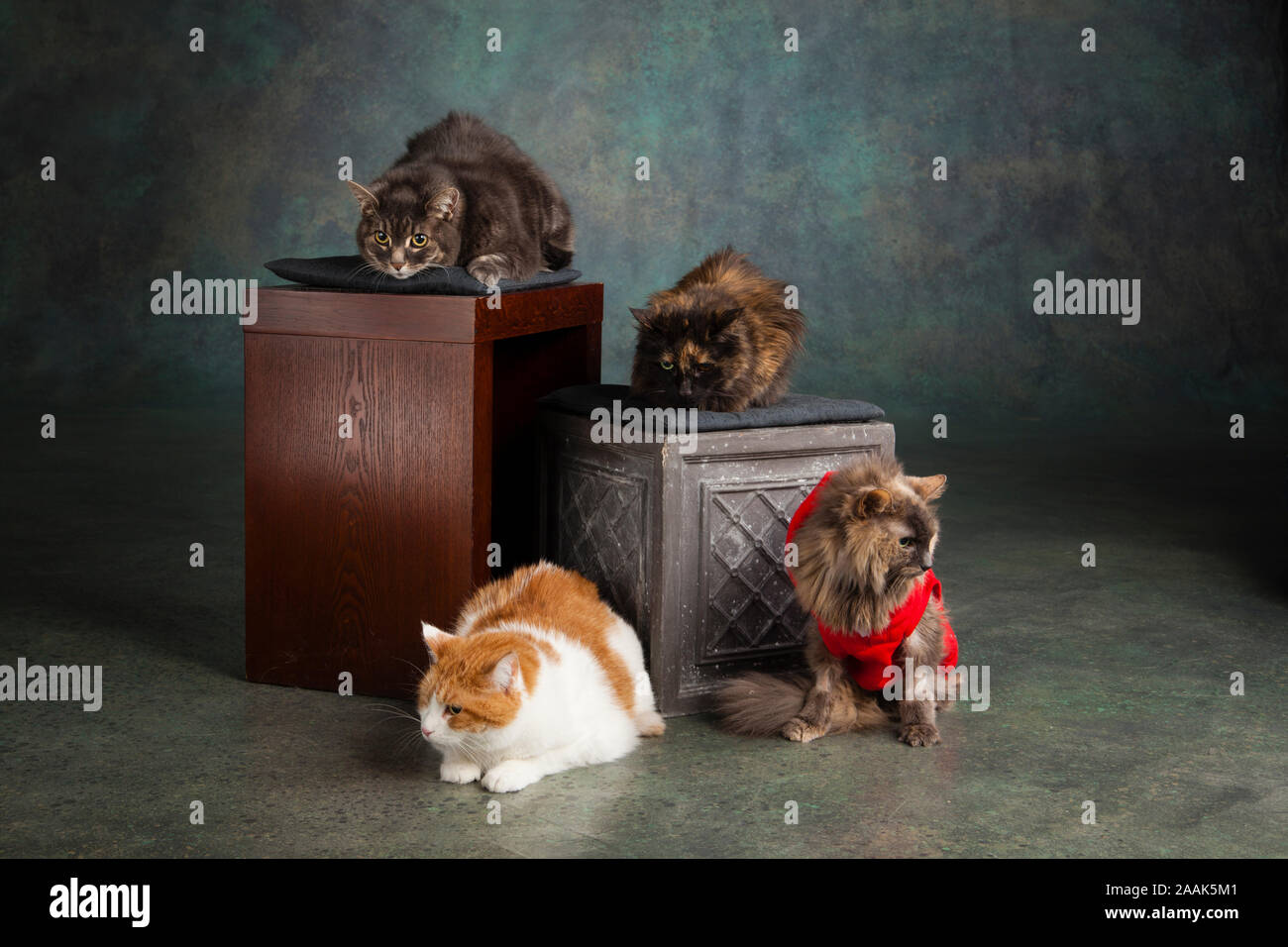 Studio Portrait von vier Katzen sitzen auf Holzkisten Stockfoto