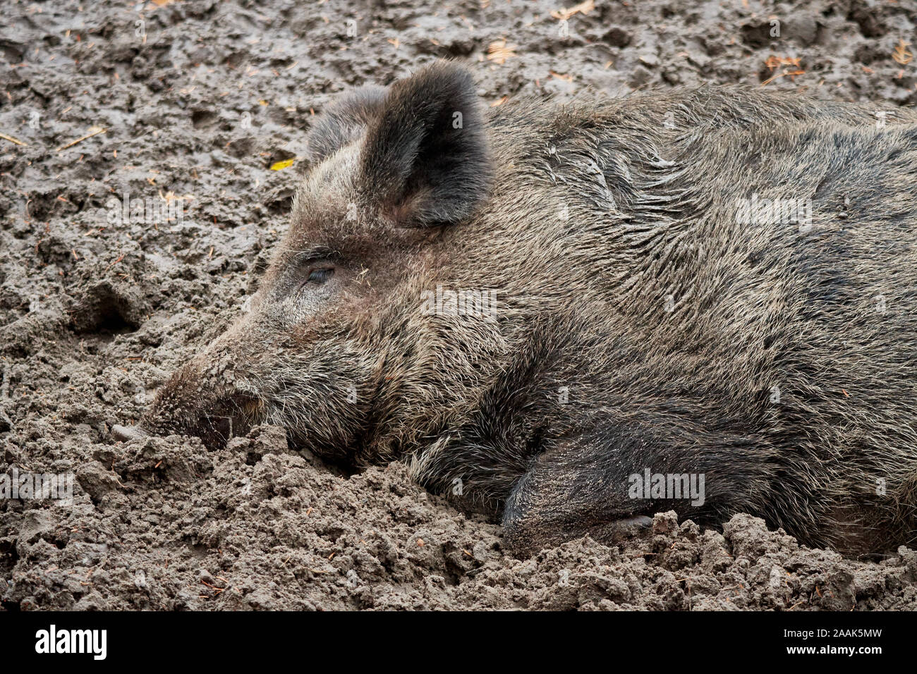 Braunes Mangalica wollig Schwein schläft im Schlamm Stockfoto