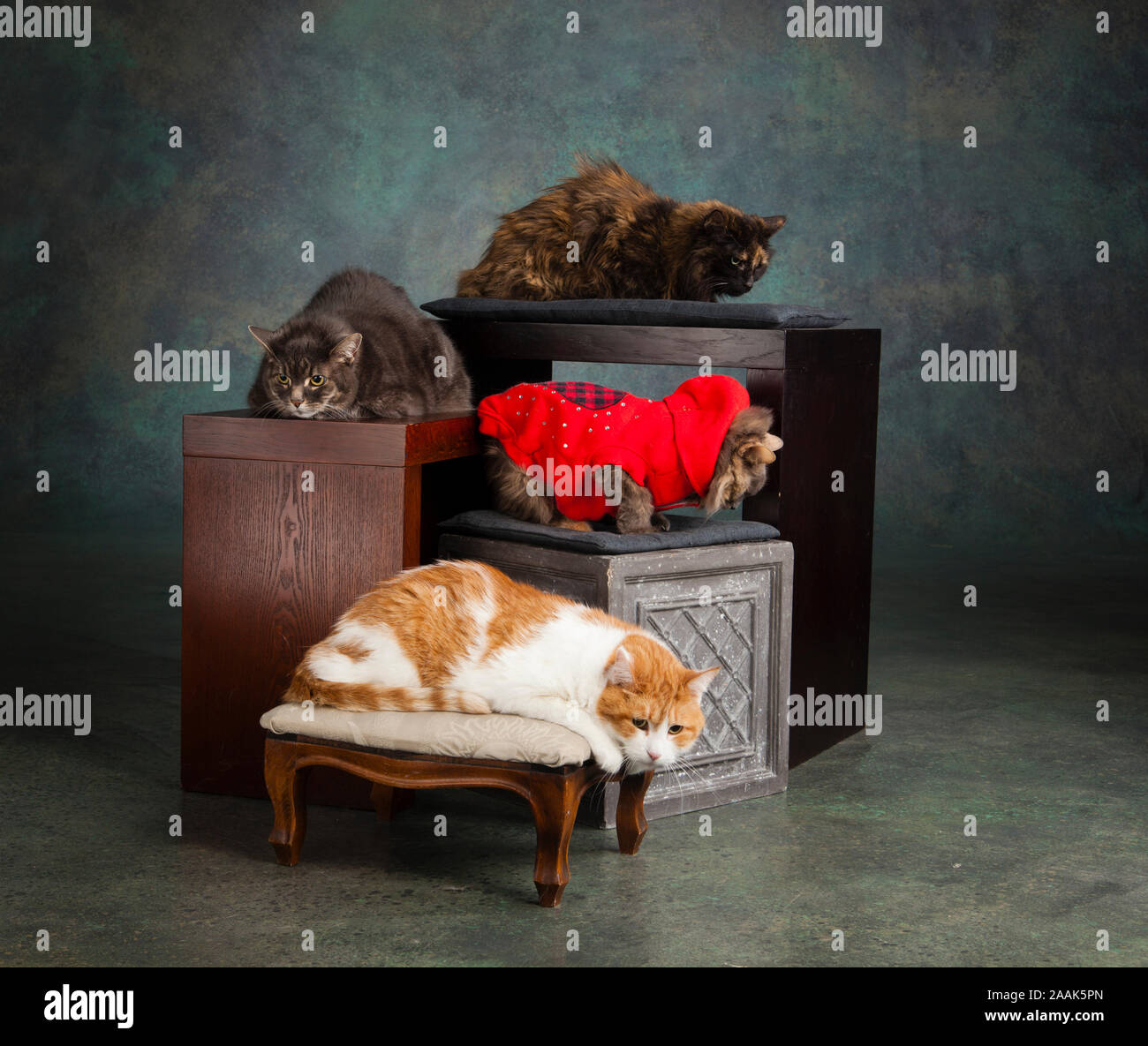 Studio Portrait von vier Katzen sitzen auf Holzkisten Stockfoto