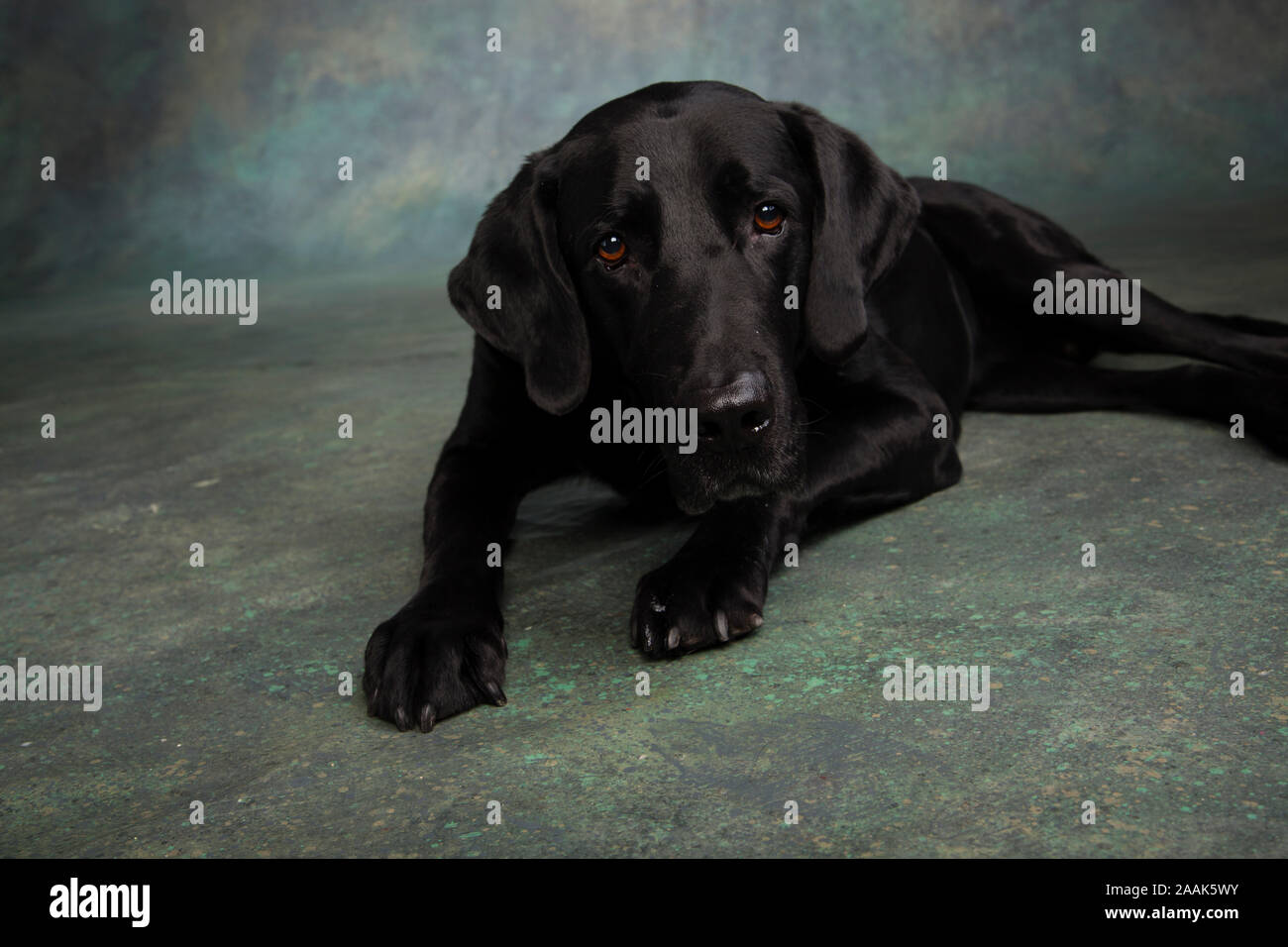 Studio Portrait von Labrador Dogge gemischt Hund Stockfoto