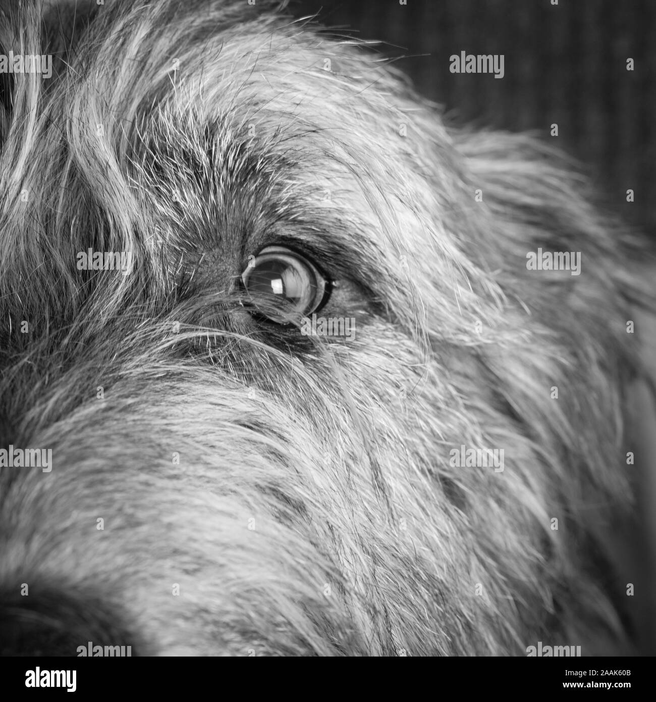 Portrait von Irish Wolfhound Stockfoto