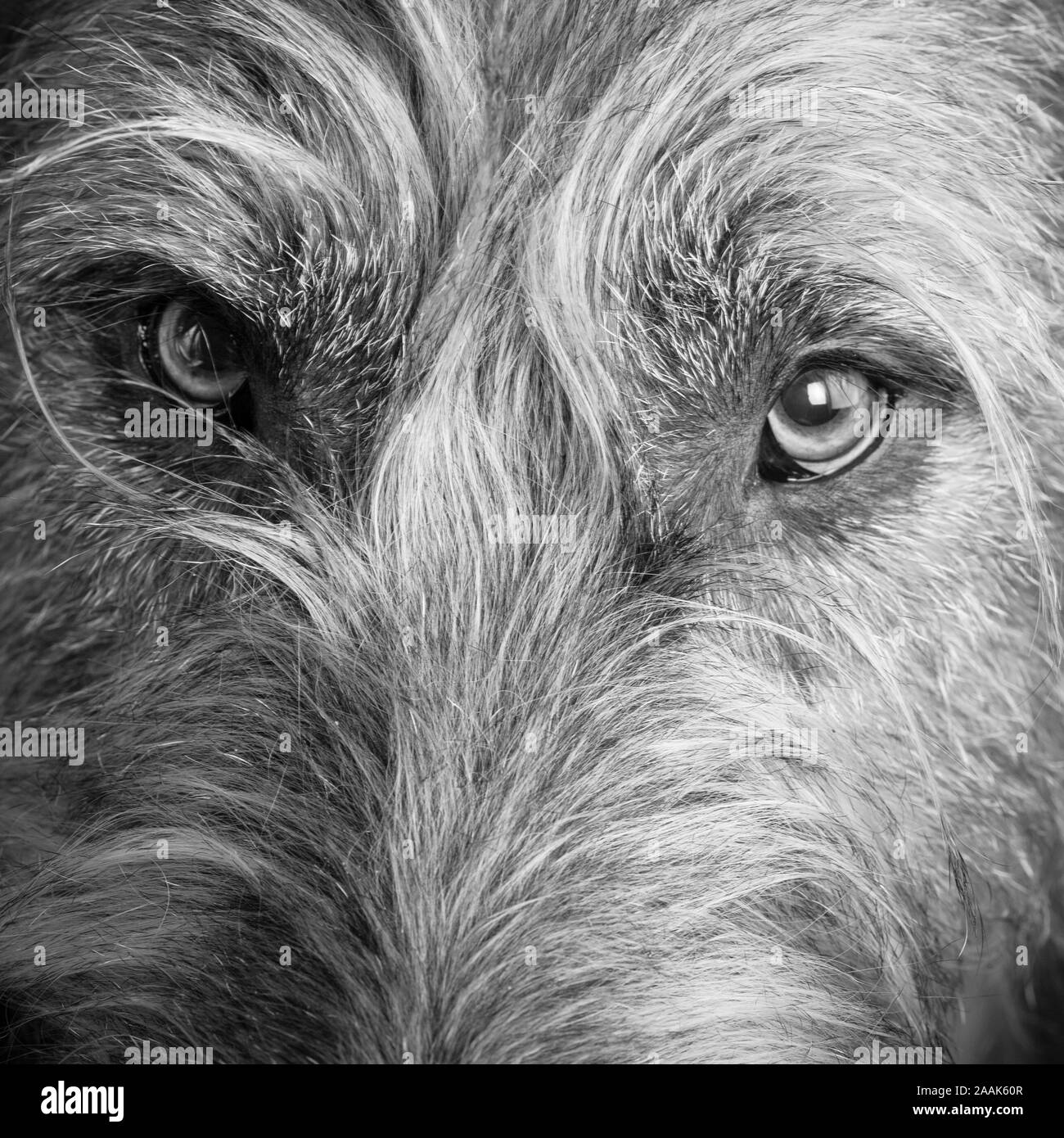Portrait von Irish Wolfhound Stockfoto