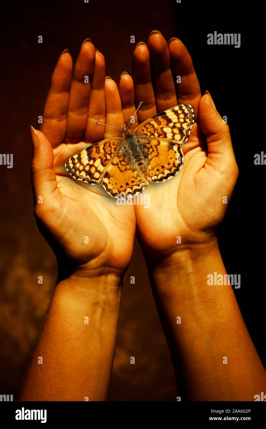 Öffnen Sie weibliche Hände mit einem monarch butterfly als Konzept für die Erstellung und die Phantasie Stockfoto