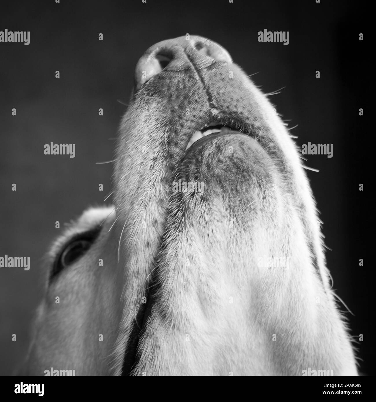Schnauze von Labrador Stockfoto