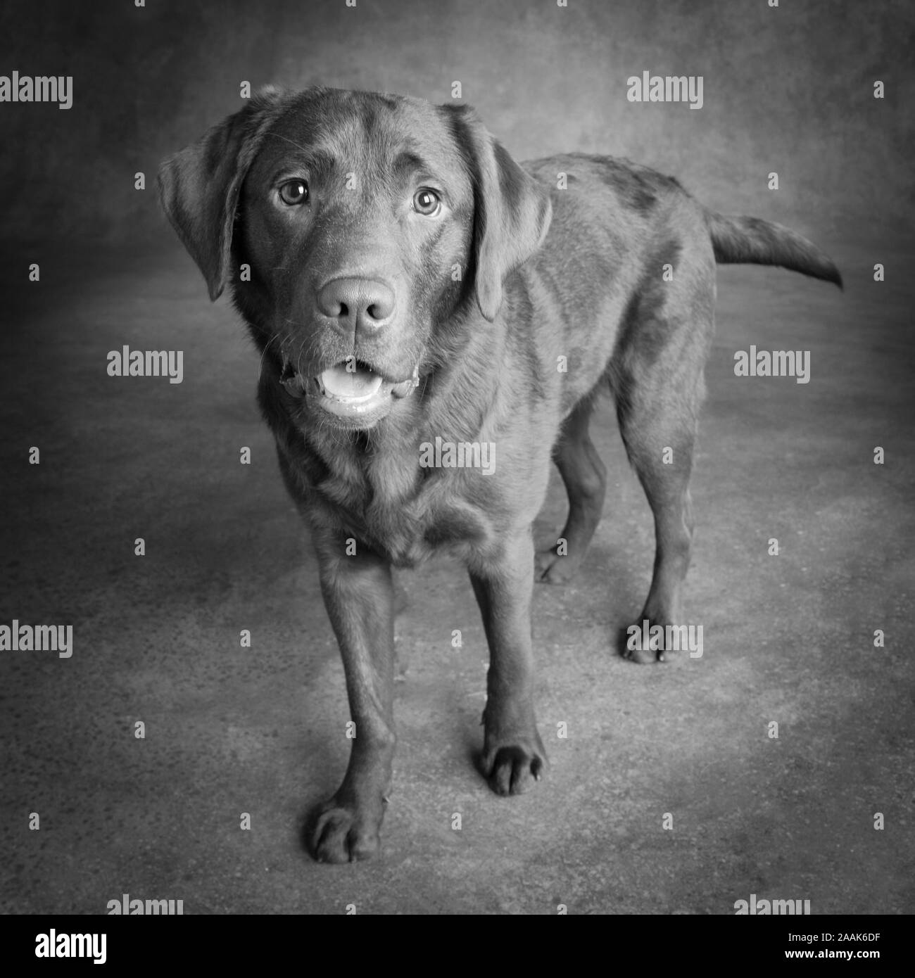 Portrait von Chocolate Labrador Stockfoto