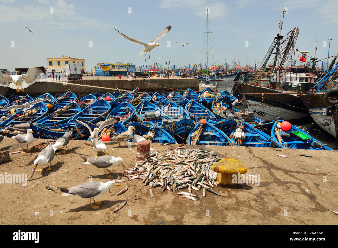 Möwen im Hafen von Essaouira. Marokko Stockfoto