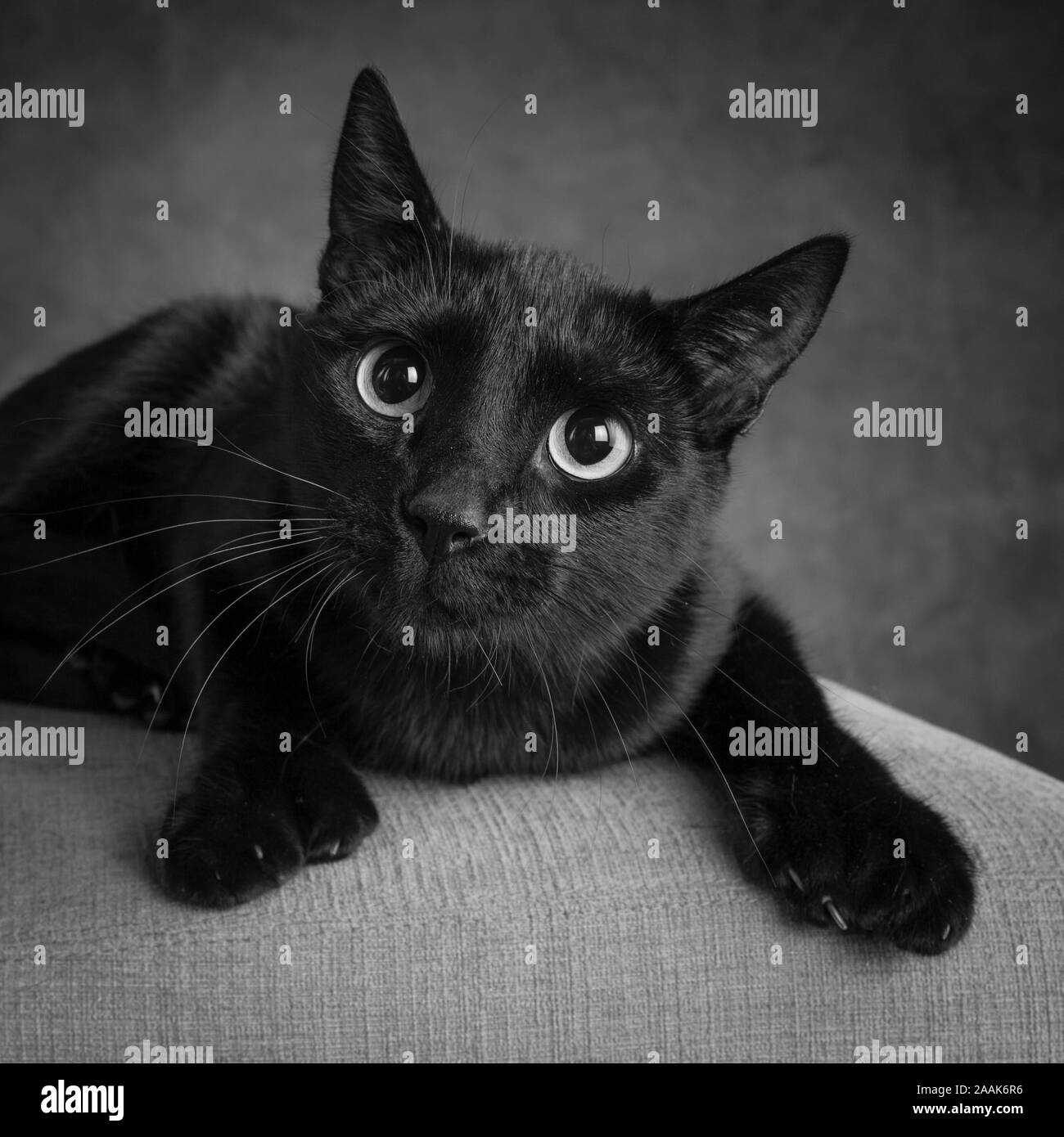 Porträt der schwarzen Katze Stockfoto