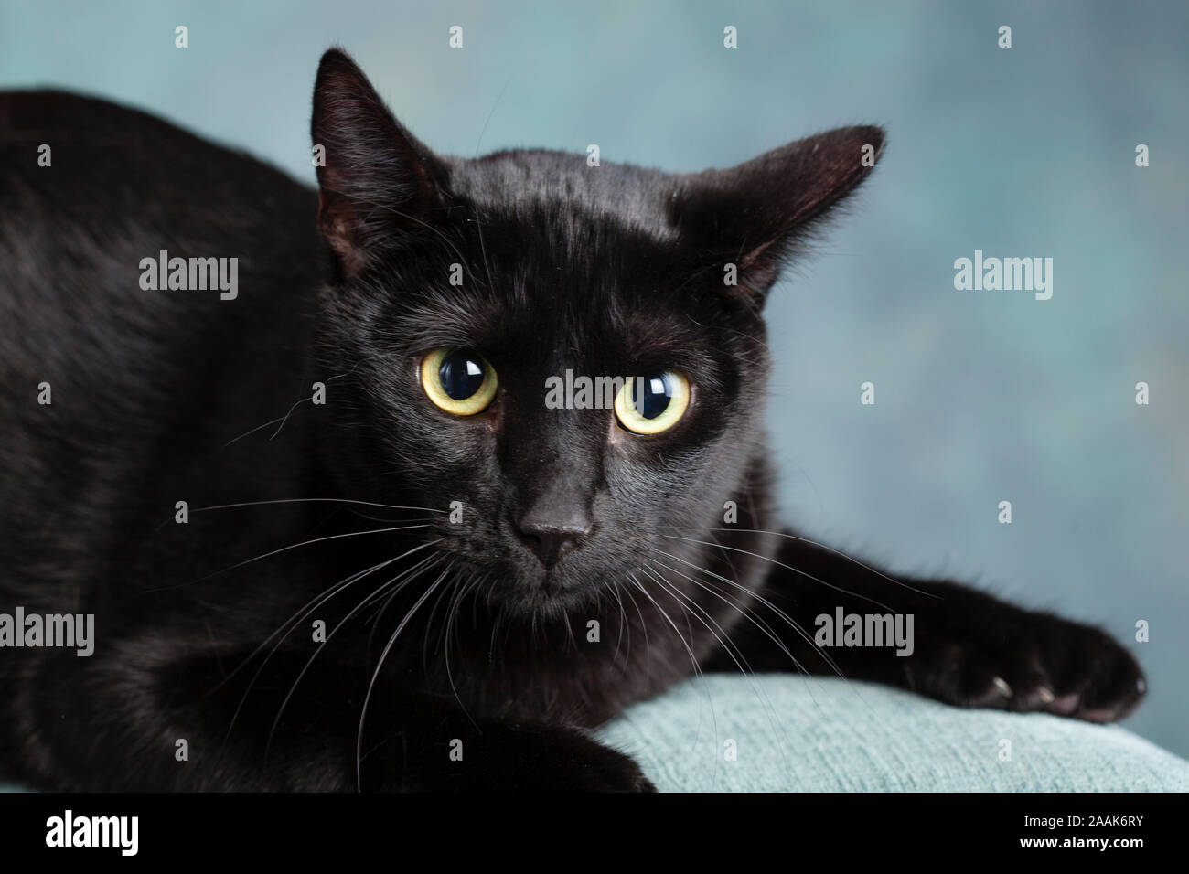 Porträt der schwarzen Katze Stockfoto