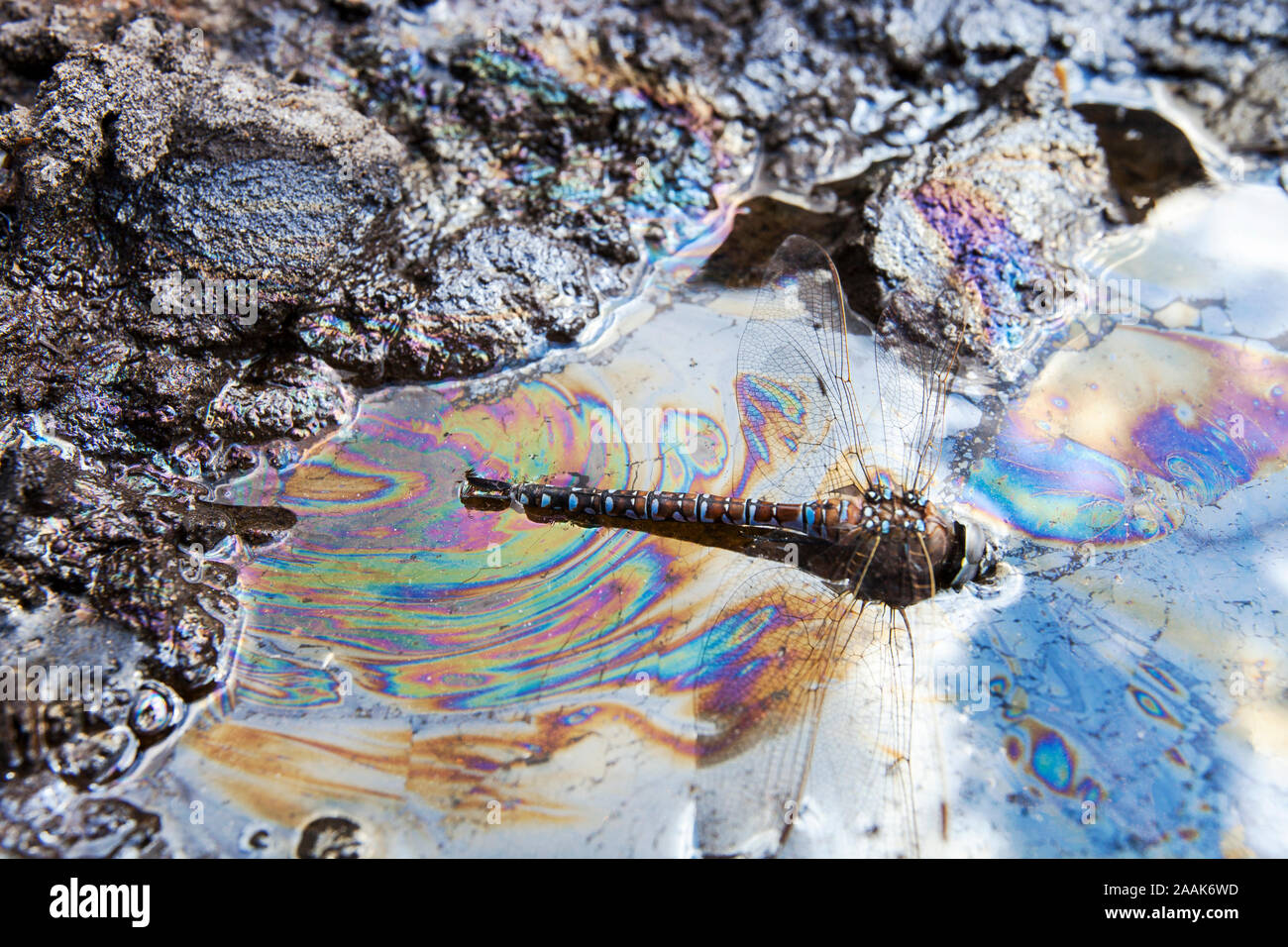 Eine Libelle in tar Sand stecken. Stockfoto