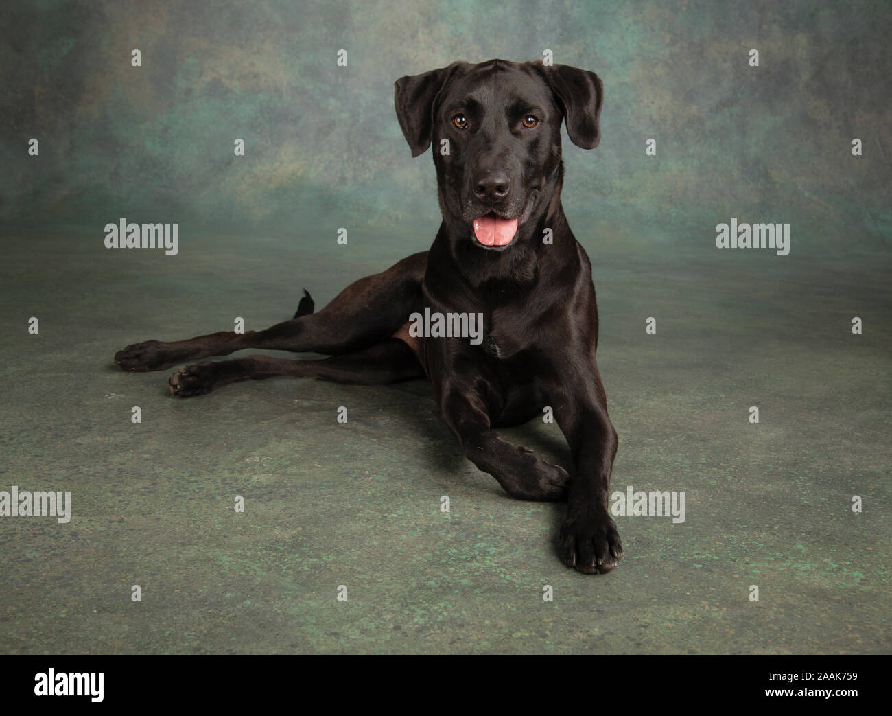 Porträt des Hundes Stockfoto
