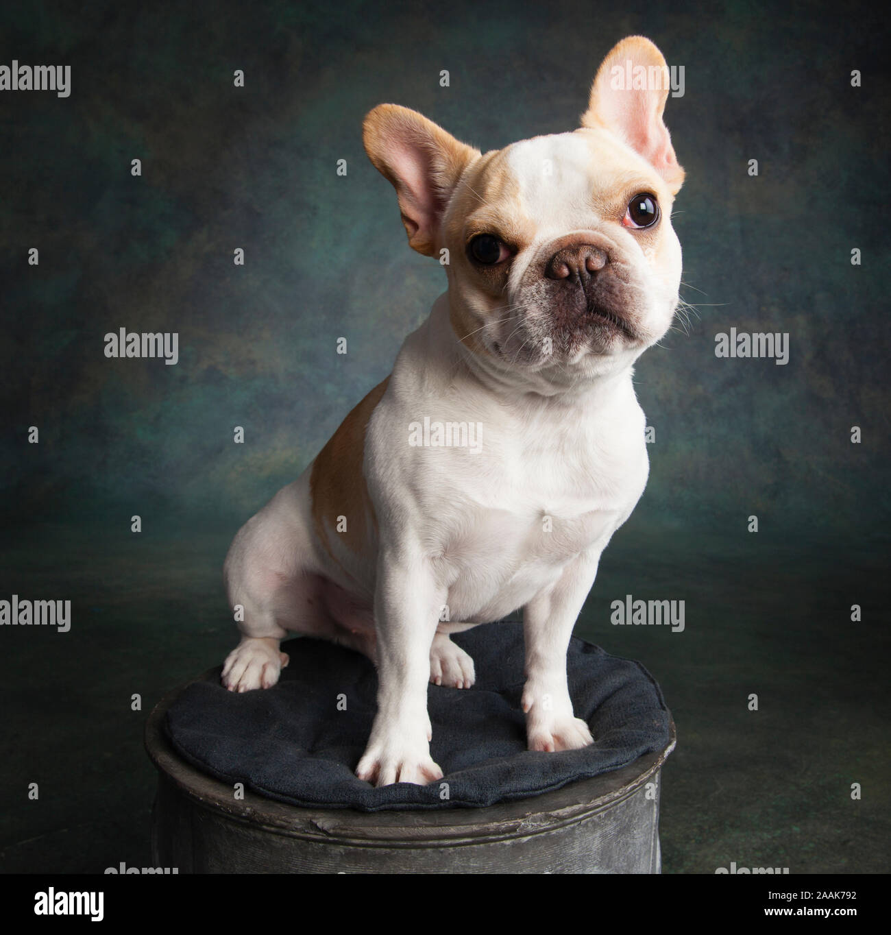 Porträt von französische Bulldogge Stockfoto