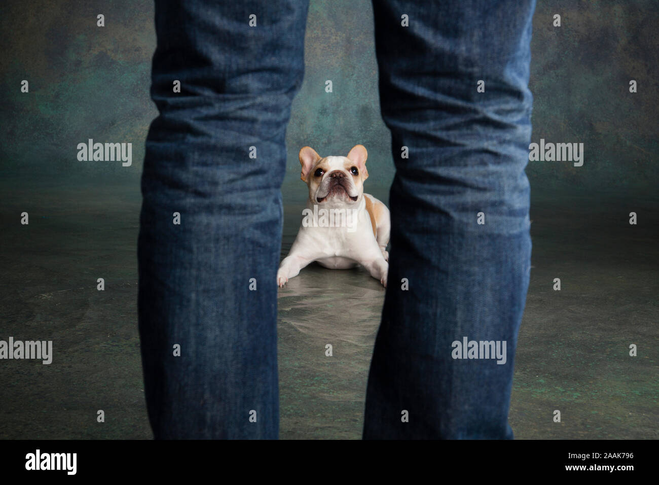 Portrait von Französische Bulldogge auf Eigentümer Stockfoto