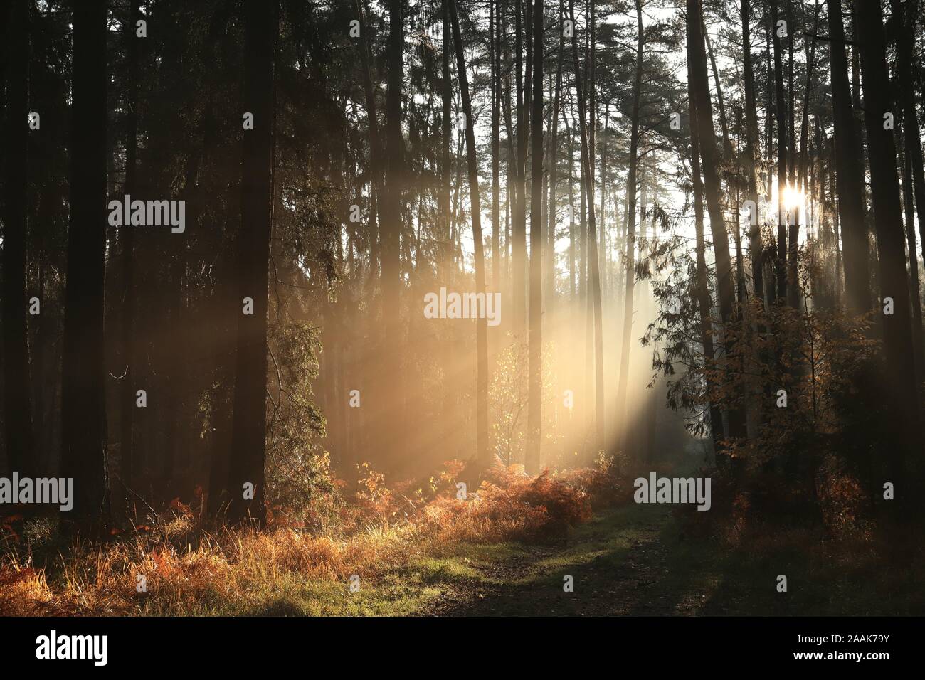 Herbst Nadelwald in nebligen Wetter bei Sonnenaufgang. November, Polen. Stockfoto