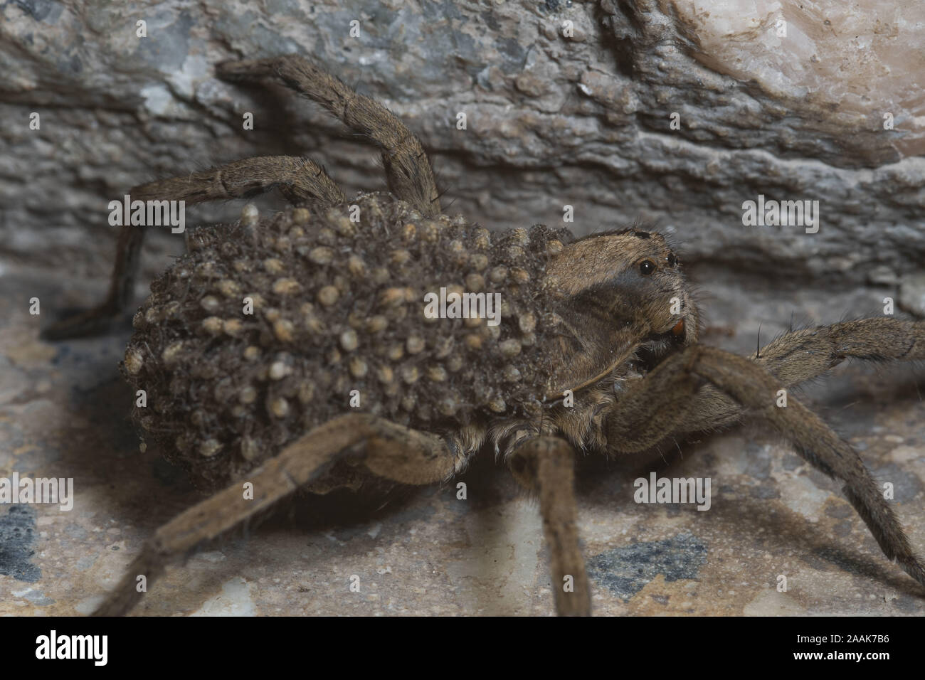 Buenos Aires, Buenos Aires, Argentinien. Nov, 2019 19. Ein LYCOSA sp. Spider (wahrscheinlich Lycosa erythrognatha) Durchführung seiner Nachkommen bleibt als Verteidigung sdtrategy wenn beschmutzt, die versuchen, in einem Haus zu erhalten. Credit: Patricio Murphy/ZUMA Draht/Alamy leben Nachrichten Stockfoto