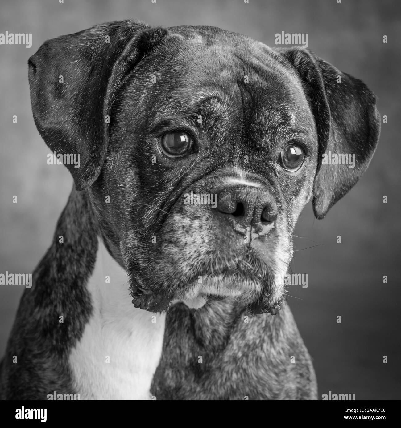 Studio Portrait von Boxer Hund Stockfoto
