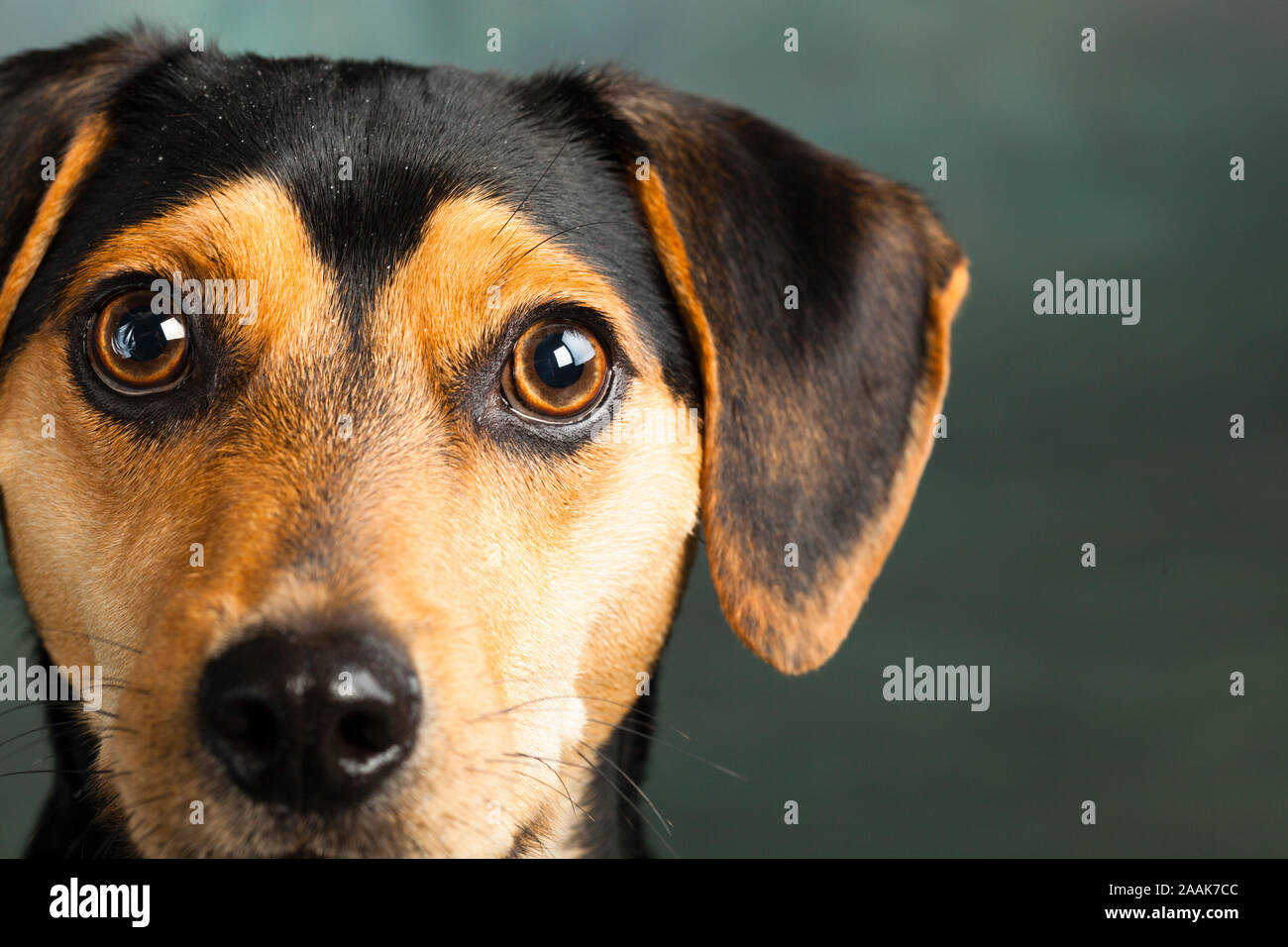Studio Portrait von Zwergpinscher Beagle Stockfoto