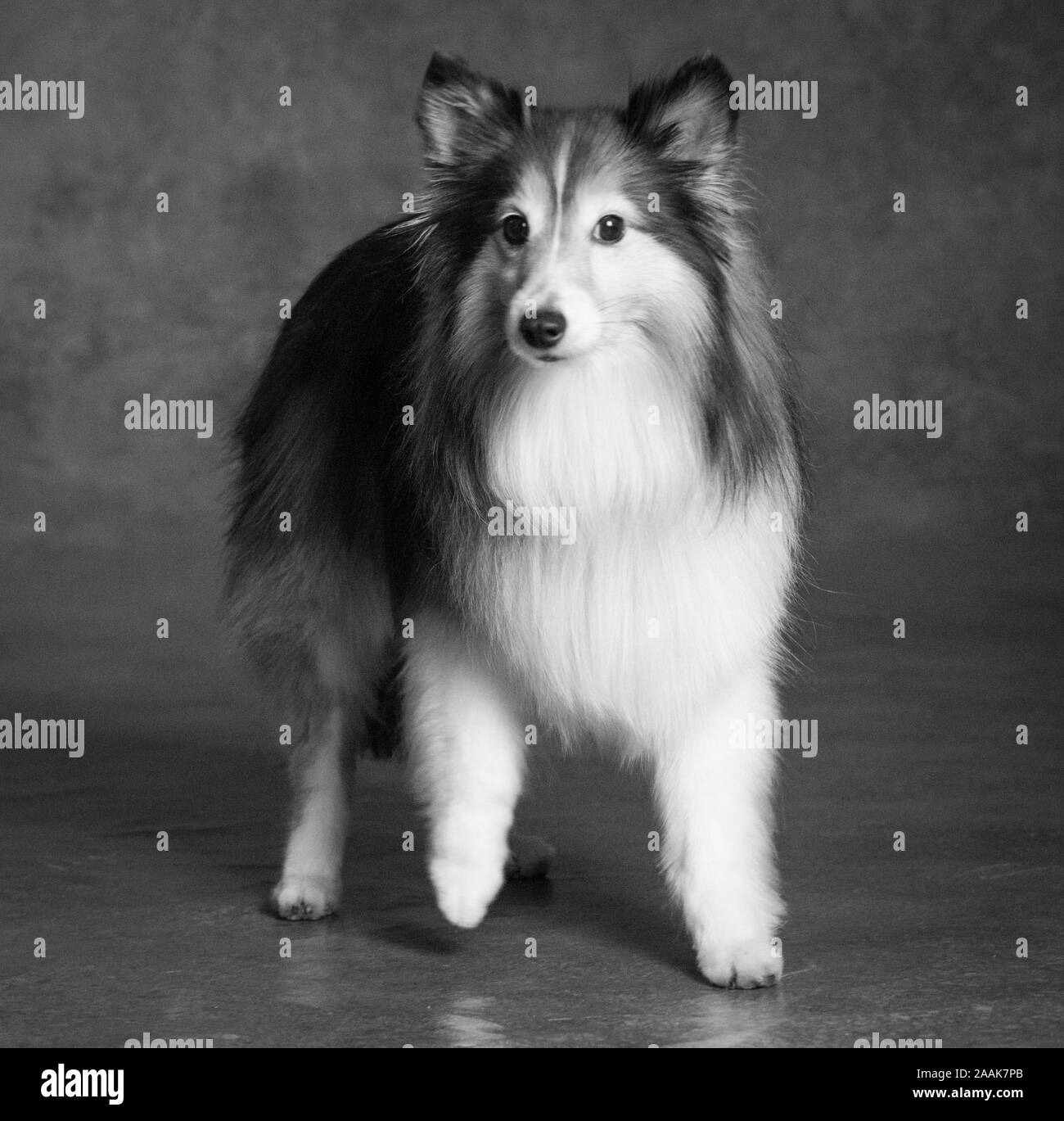 Studio Portrait von Shetland Sheepdog Stockfoto