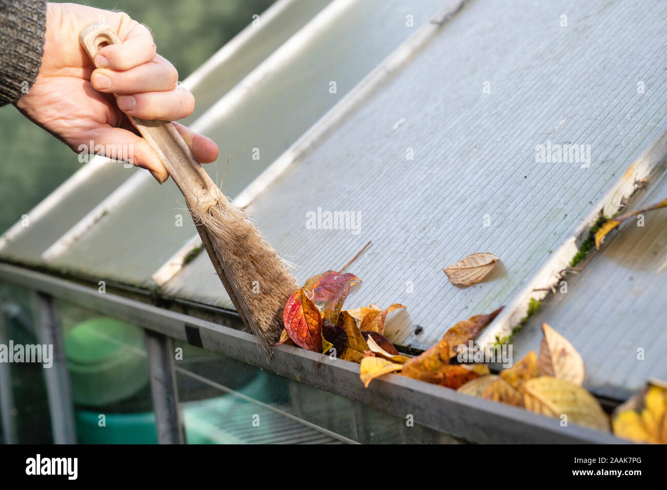 Gärtner clearing Baum Blätter mit einem Pinsel aus einem Gewächshaus Regenrinne im Herbst Stockfoto