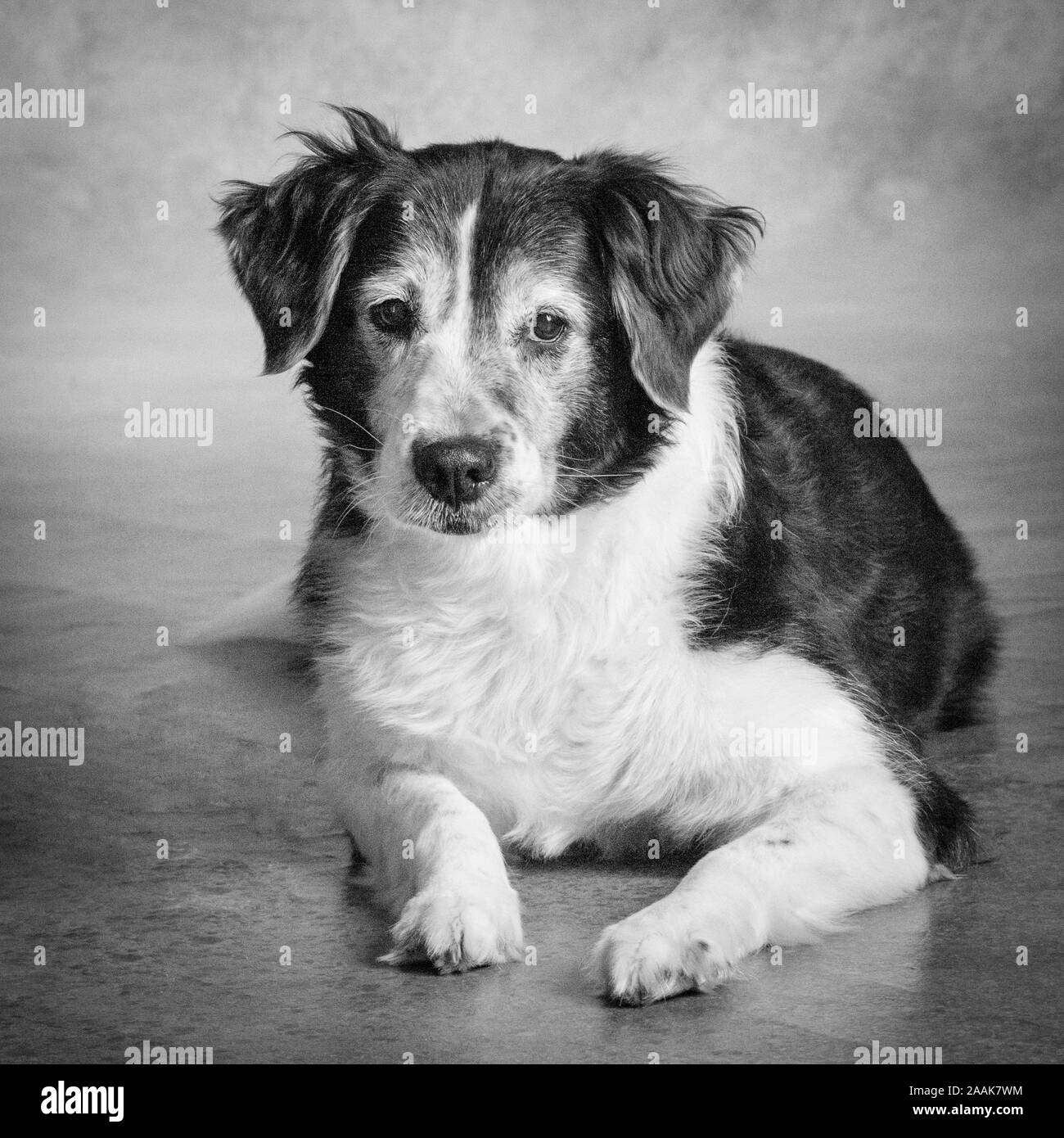 Portrait von Border Collie mix Hund Stockfoto