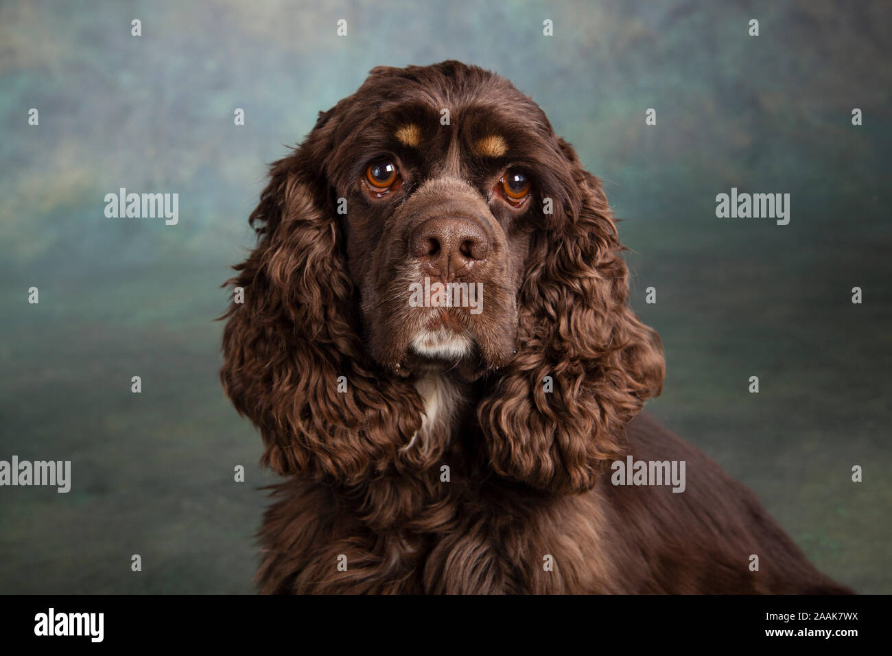 Porträt des Cocker Spaniel Stockfoto