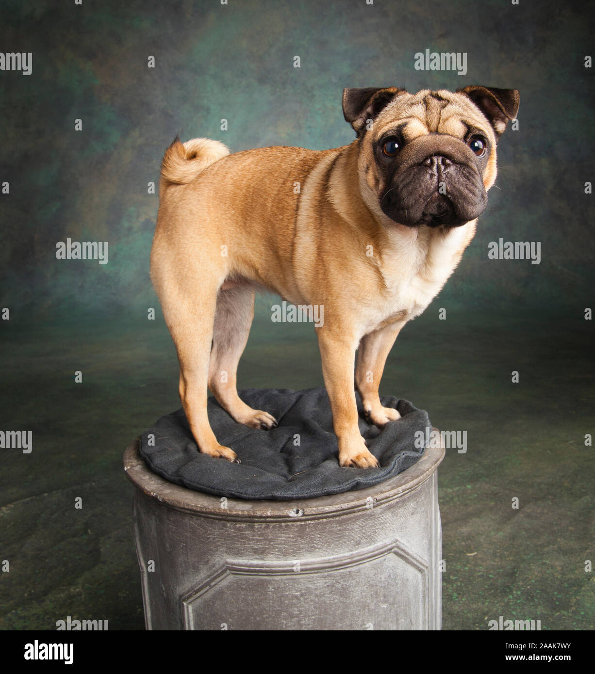 Portrait von Mops mix Hund Stockfoto
