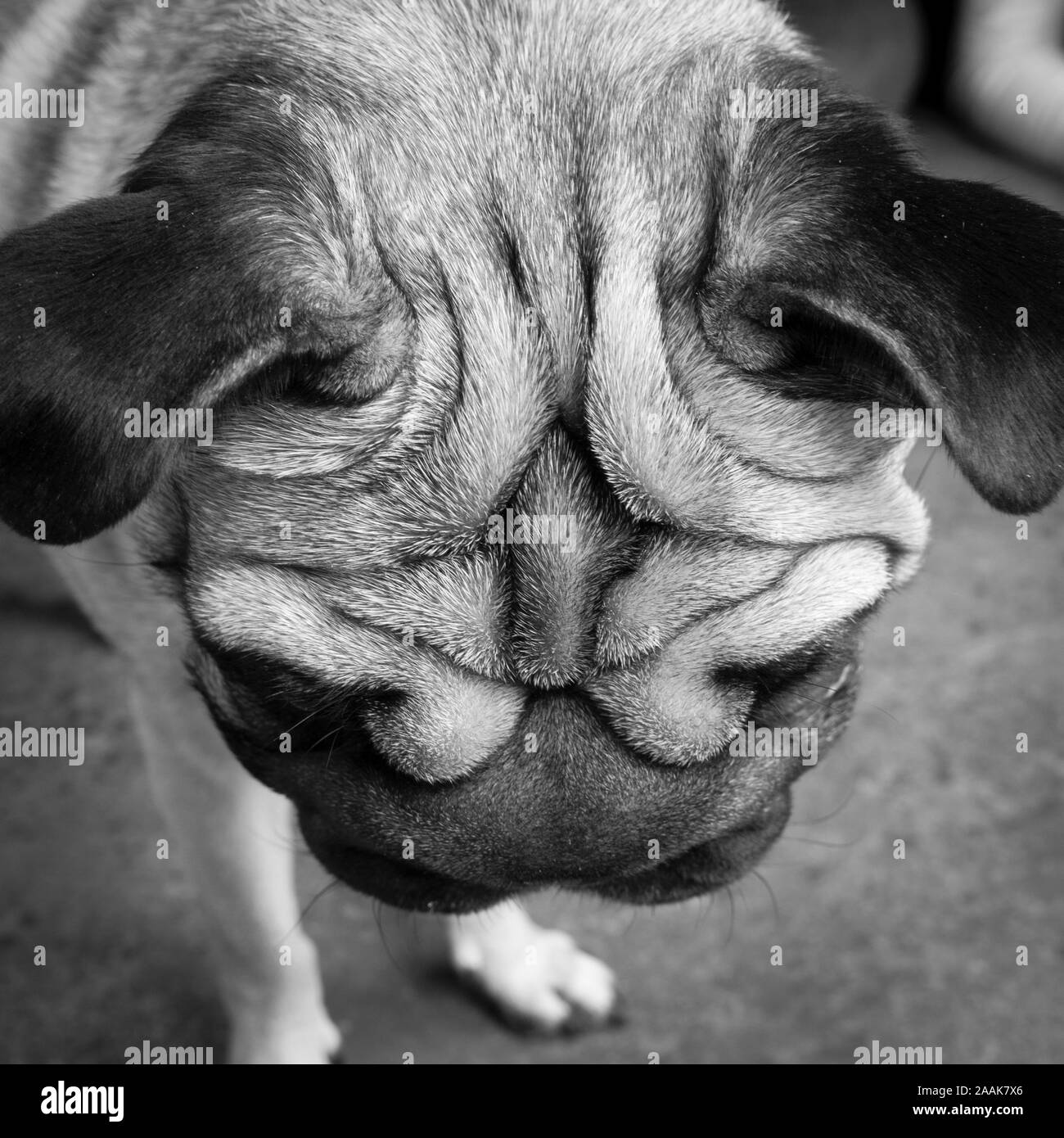 Studio geschossen von Mops Stockfoto