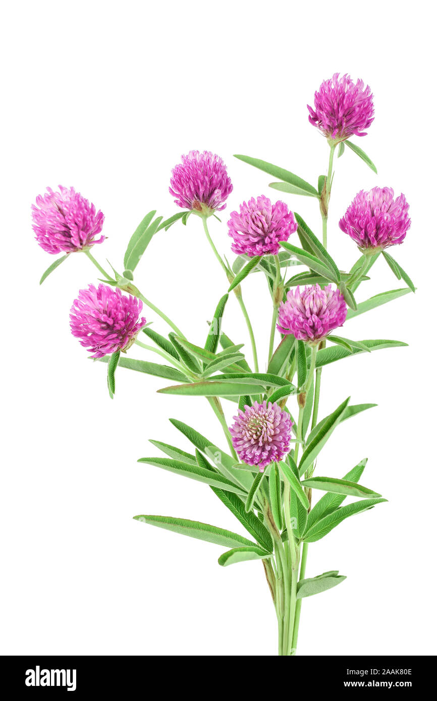 Klee oder Kleeblatt Blume Heilpflanzen auf weißem Hintergrund, Stockfoto