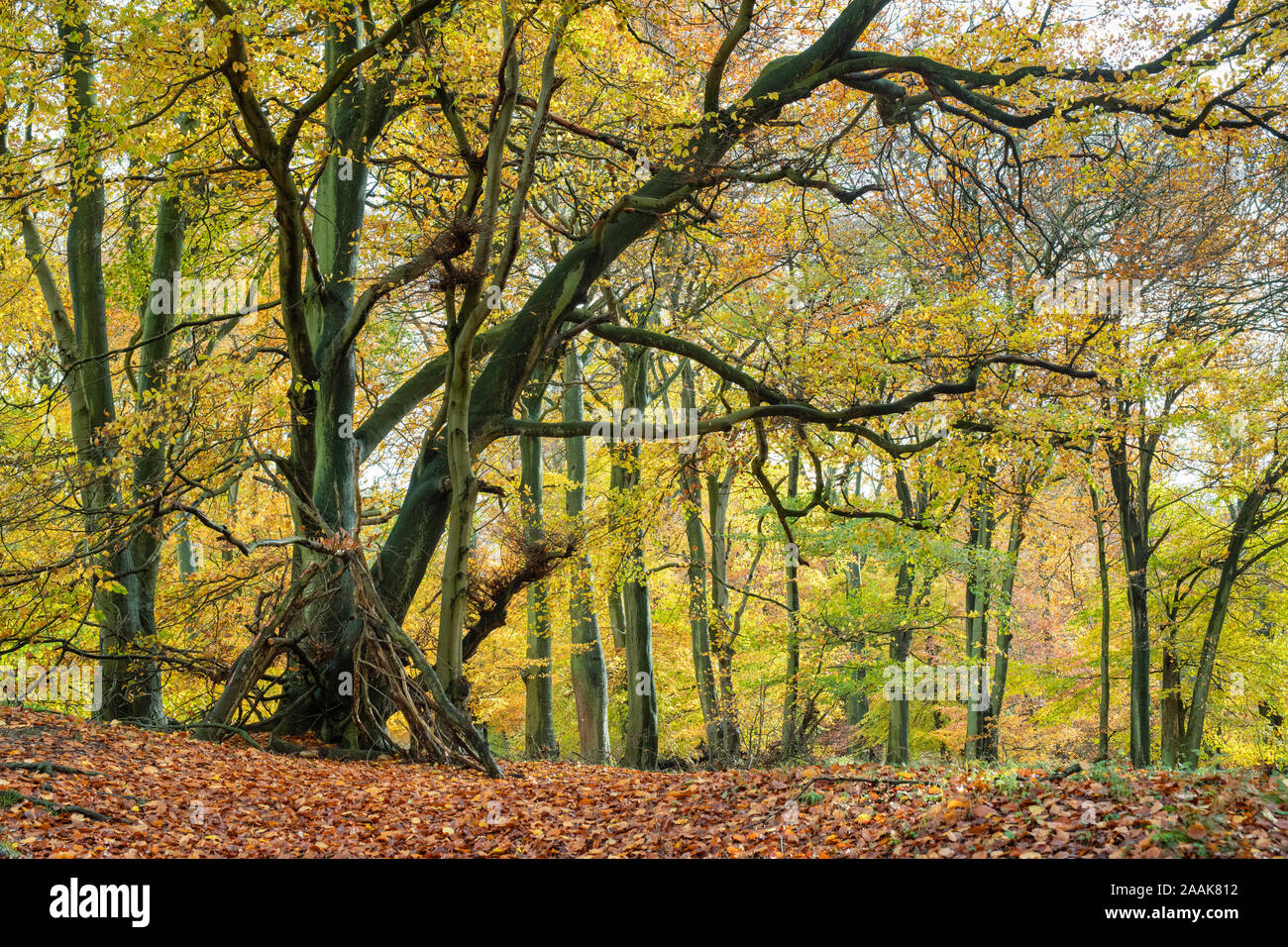 Fagus sylvatica. Buche in Kanzel Holz in den Herbst. Chilterns, Buckinghamshire, England Stockfoto