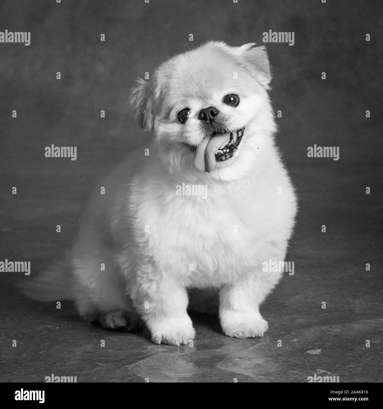 Portrait von pekinesen mix Hund Stockfoto