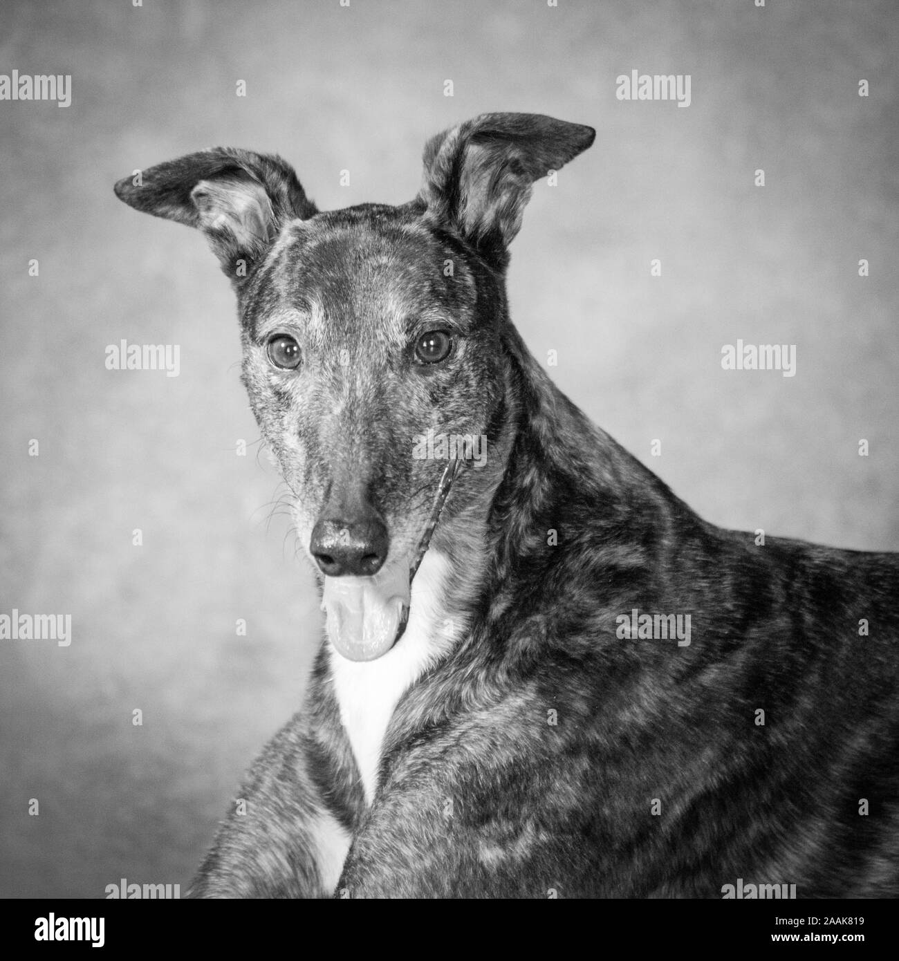 Porträt von Greyhound Stockfoto