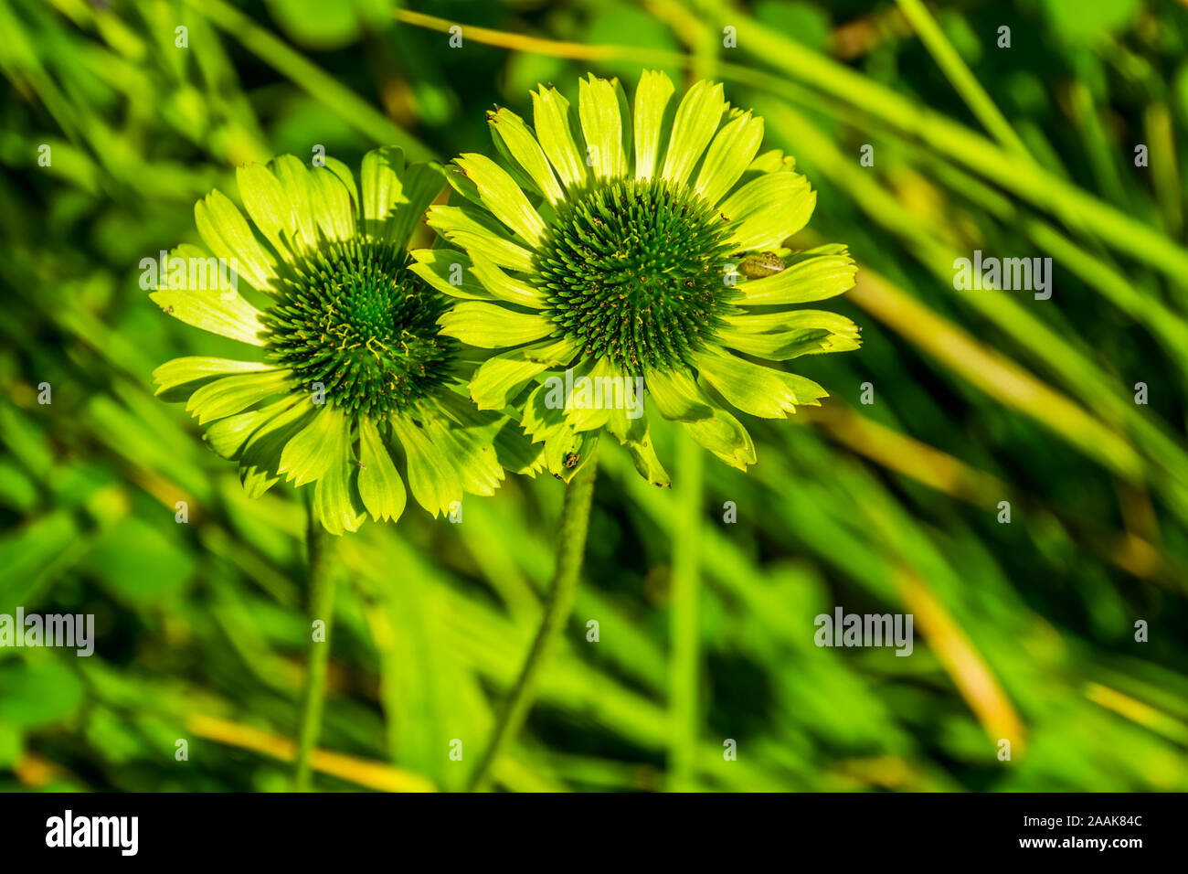 Schöne Makro Nahaufnahme des grünen Juwel mais Blumen, kultivierte Pflanze specie, Natur Hintergrund Stockfoto