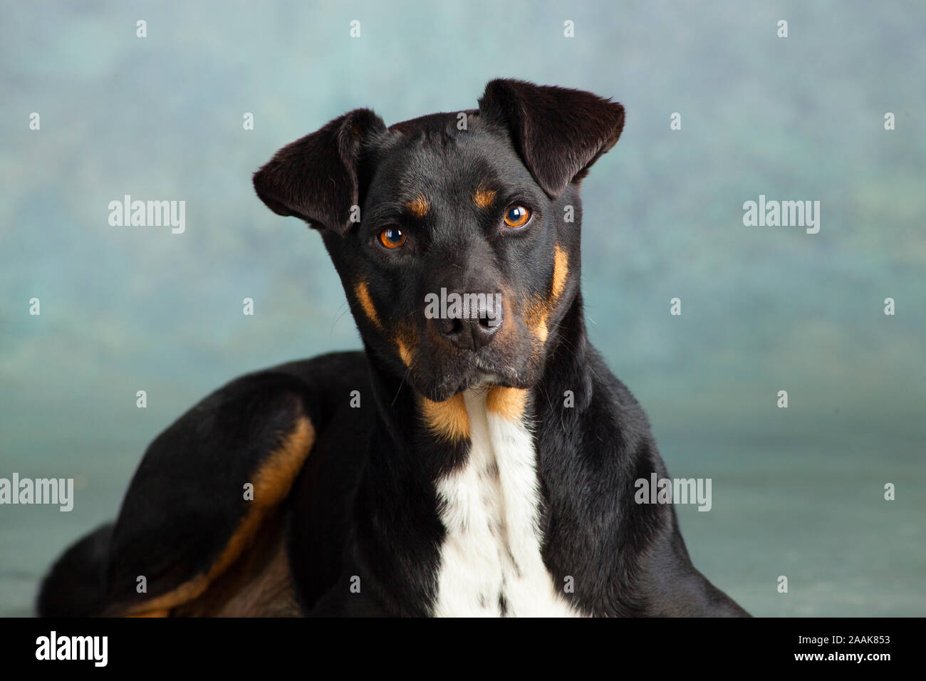 Porträt des Hundes Stockfoto