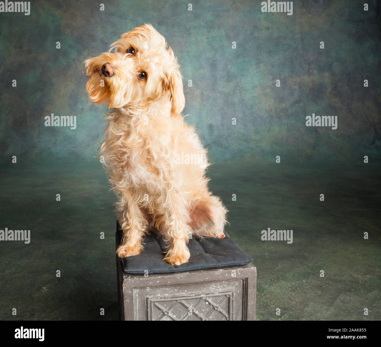 Portrait von Terrier mix Hund Stockfoto