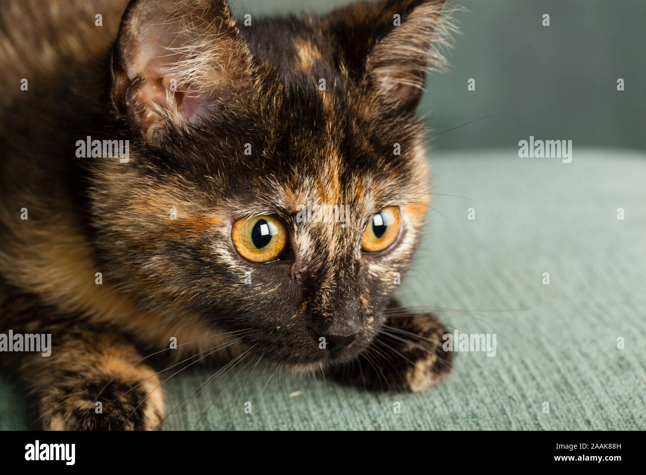 Portrait von Schildpatt Katze Stockfoto