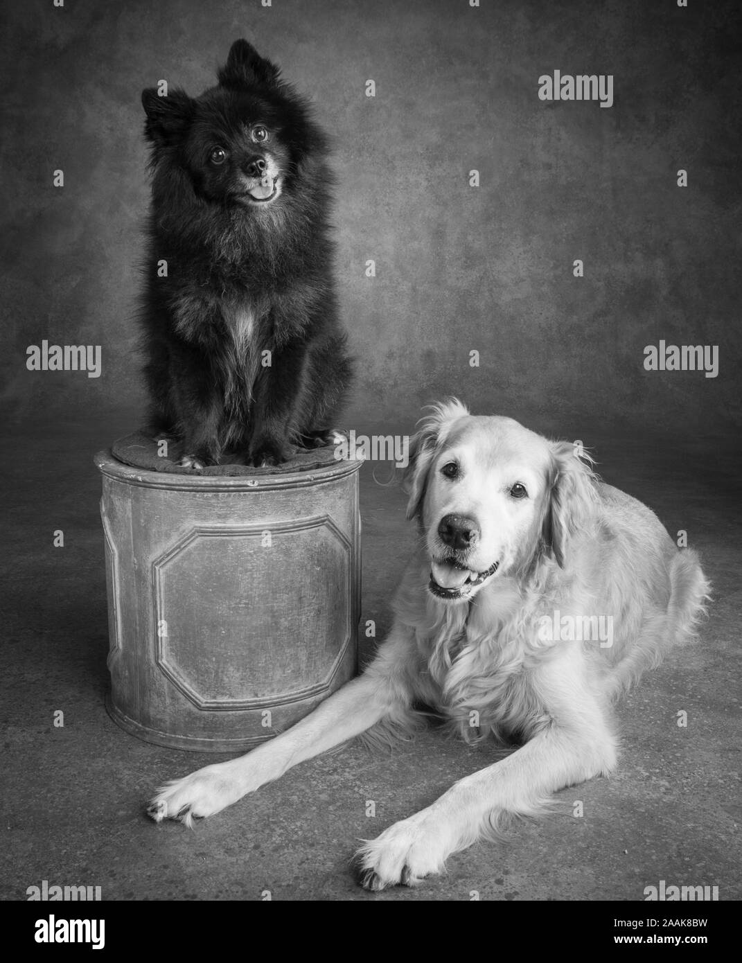 Portrait von Golden Retriever und Pomeranian Stockfoto