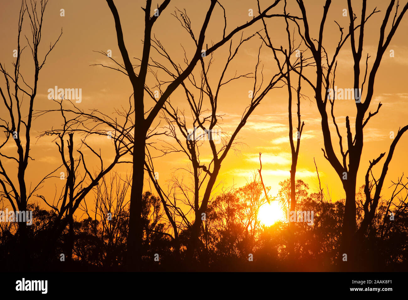 Red Gum Bäume sind ikonisch australischen Bäume, die an den Ufern des Murray River wachsen. Verlassen Sie sich auf ein regelmäßiges Hochwasser Zyklus, um zu überleben. Die unpreceden Stockfoto