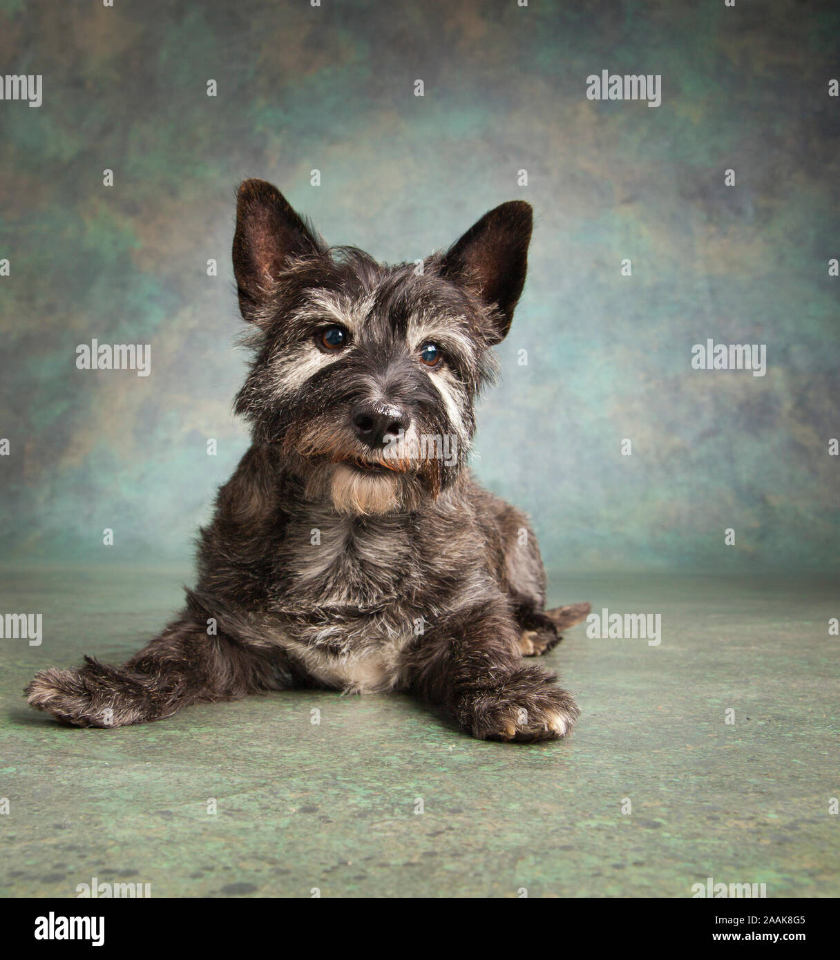 Studio Portrait von Terrier Stockfoto