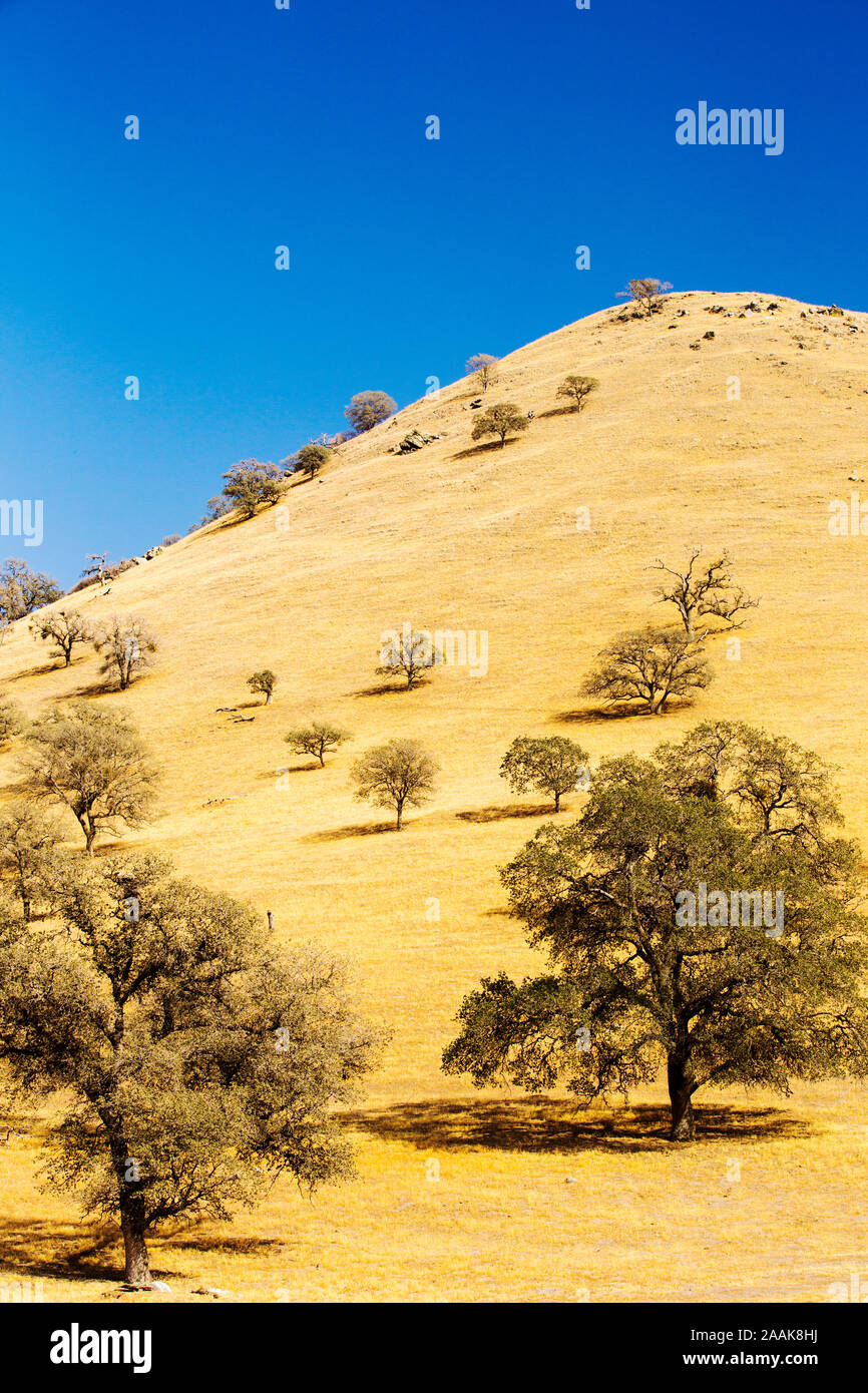 Dürre Bäume getötet in der Nähe von Tehachapi Pass, in Kalifornien. Stockfoto
