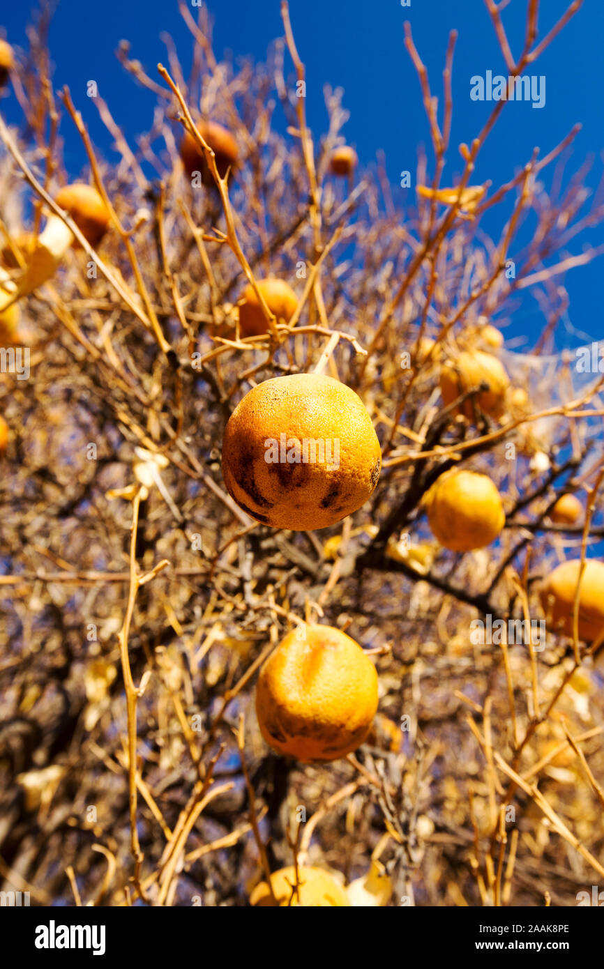 Tot verlassenen und sterbenden Orangenbäume, kein Wasser mehr haben Sie in der Nähe von Delano zu bewässern. Stockfoto