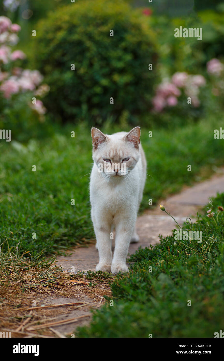 Infizierte Flöhe Stockfotos Infizierte Flöhe Bilder Alamy