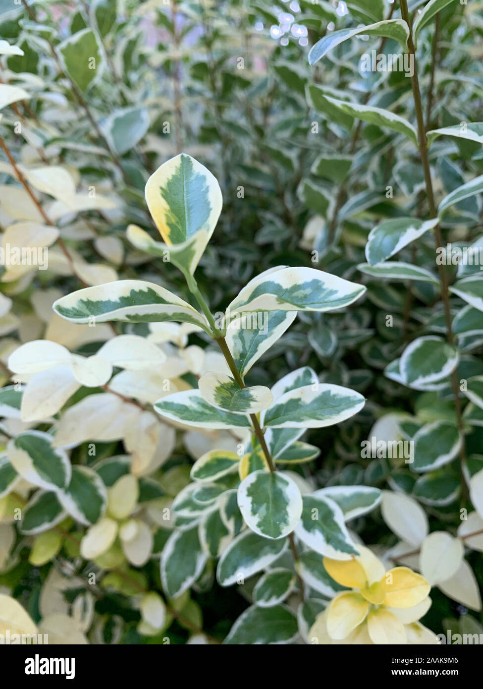 Nahaufnahme der Pflanze (euonymus japonicus). Stockfoto