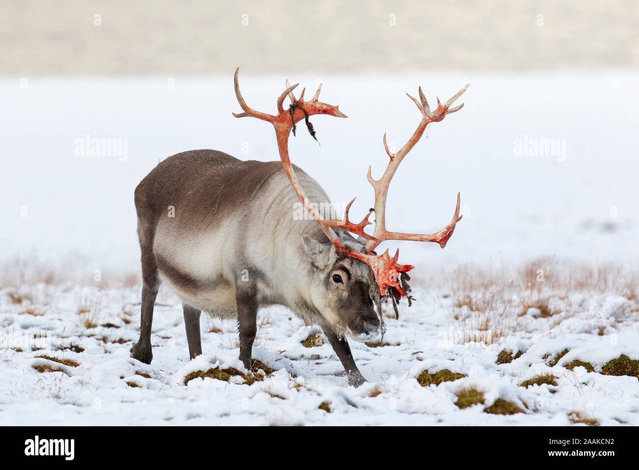 Svalbard Rentier (Rangifer tarandus platyrhynchus) männlich/Stier mit Schuppen velvet Blut rot Geweih auf schneebedeckten Tundra im Herbst/Herbst, Norwegen Stockfoto