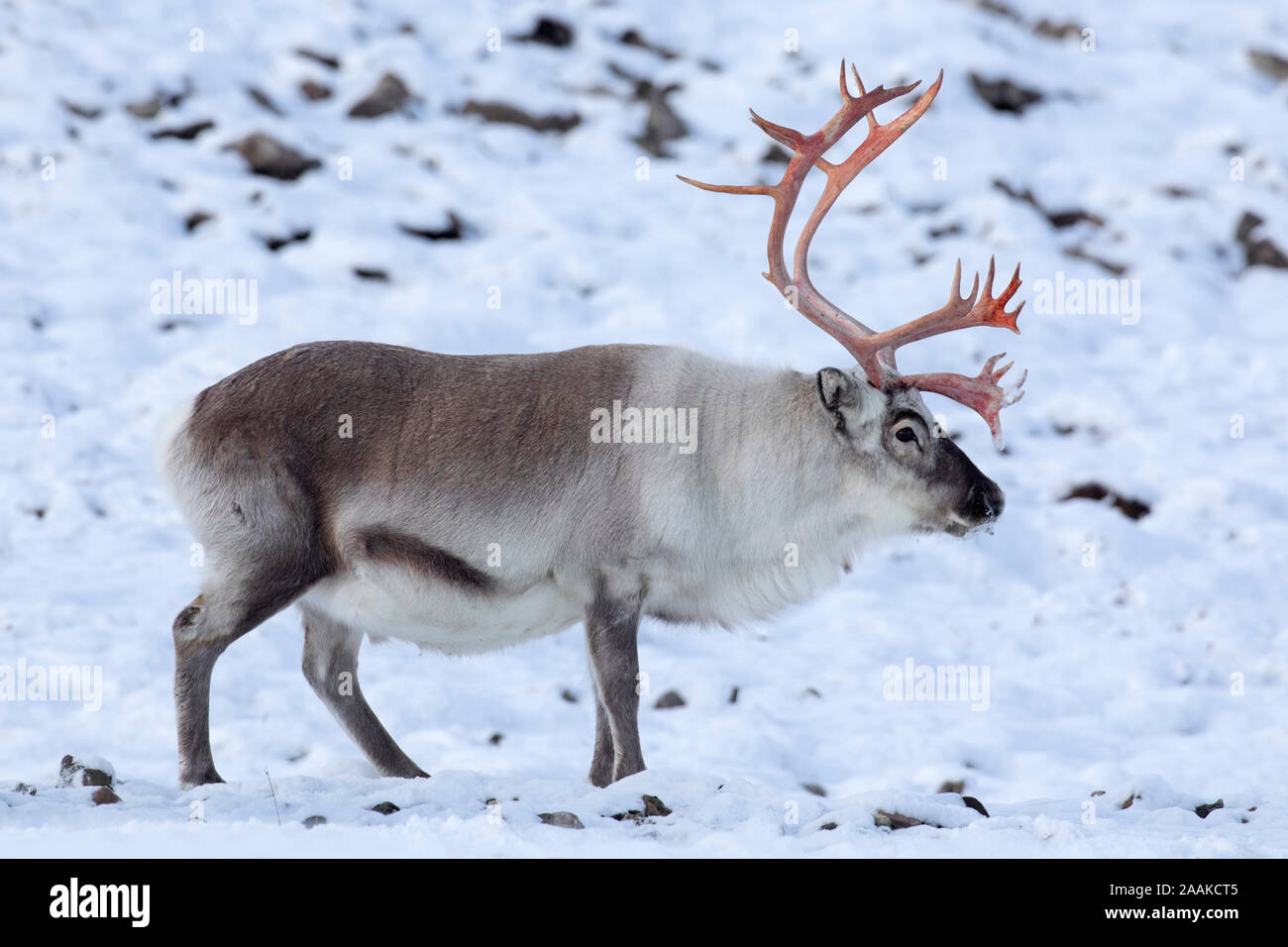 Svalbard Rentier (Rangifer tarandus platyrhynchus) männlich/Stier mit Schuppen velvet Blut rot Geweih auf schneebedeckten Tundra im Herbst/Herbst, Norwegen Stockfoto