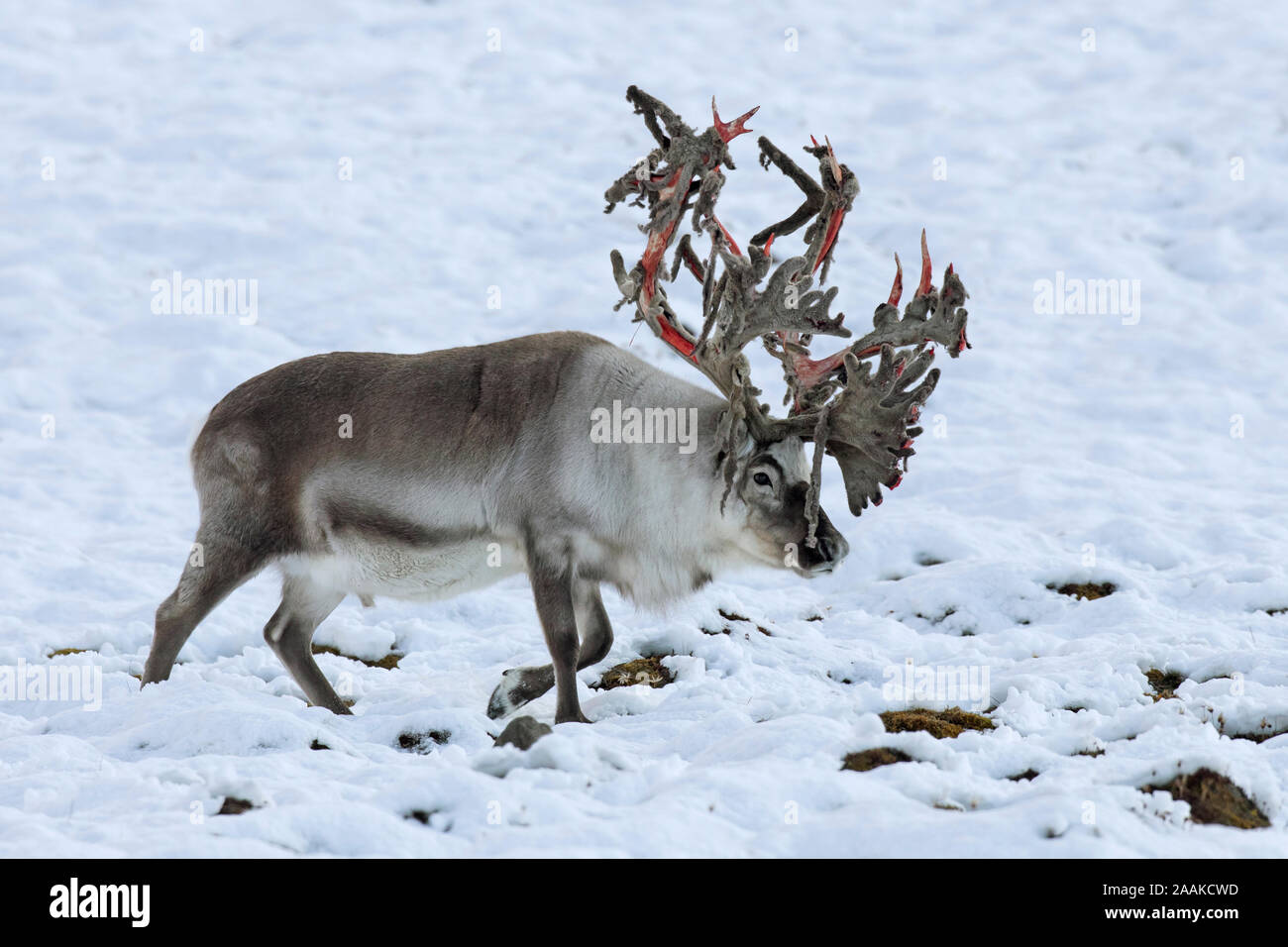 Svalbard Rentier (Rangifer tarandus platyrhynchus) männlich/Stier shedding Velvet und Verfügbarmachen Blut rot Geweih im Herbst/Herbst, Spitzbergen, Norwegen Stockfoto