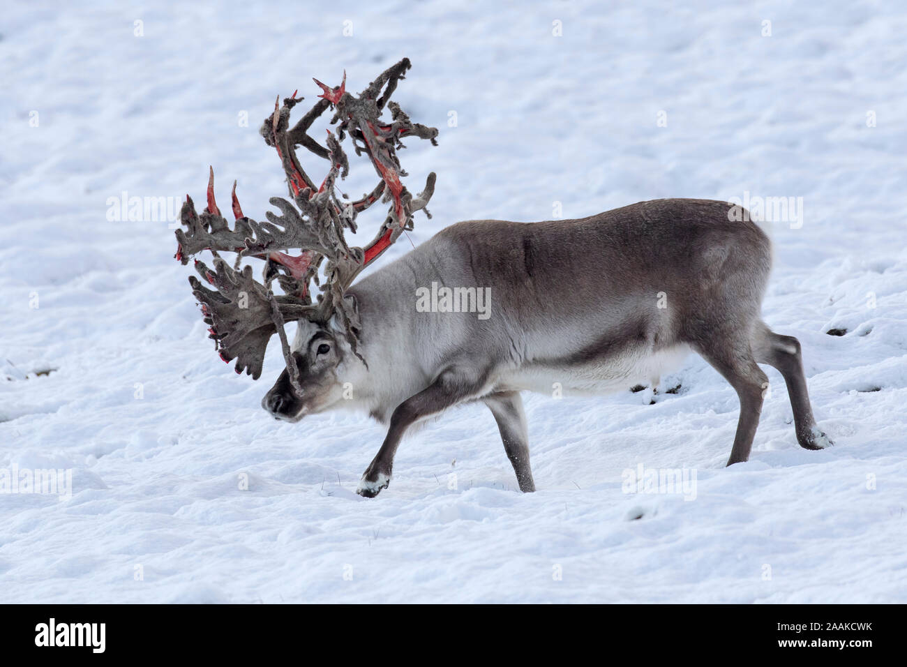 Svalbard Rentier (Rangifer tarandus platyrhynchus) männlich/Stier shedding Velvet und Verfügbarmachen Blut rot Geweih im Herbst/Herbst, Spitzbergen, Norwegen Stockfoto