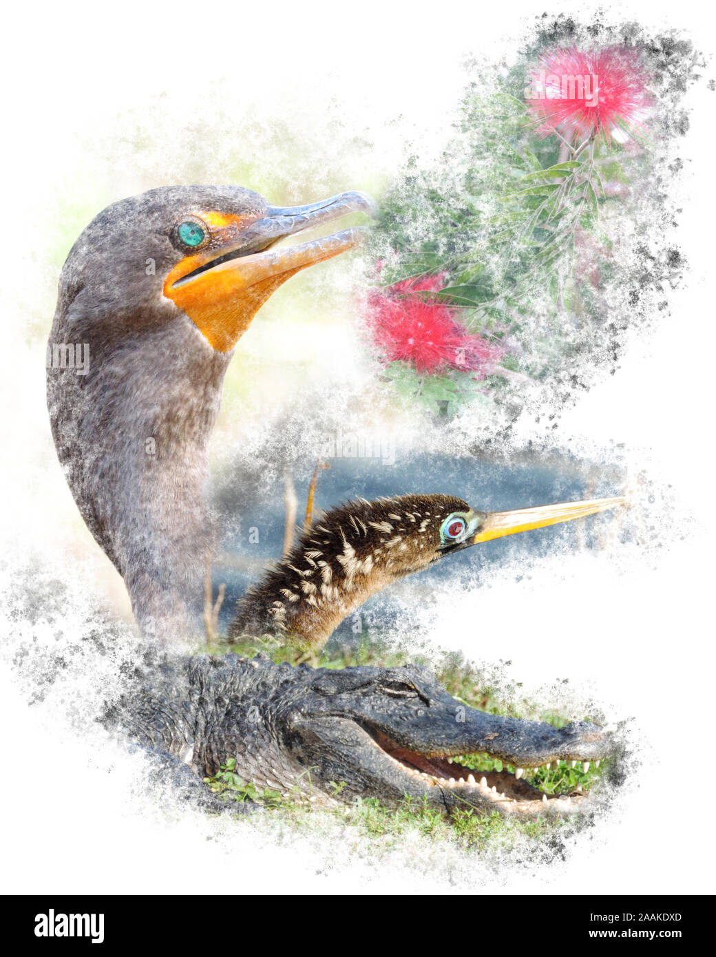 Tierwelt der Everglades National Park - Image-Montage der Vögel, Alligator, Blumen und Schmetterling Stockfoto