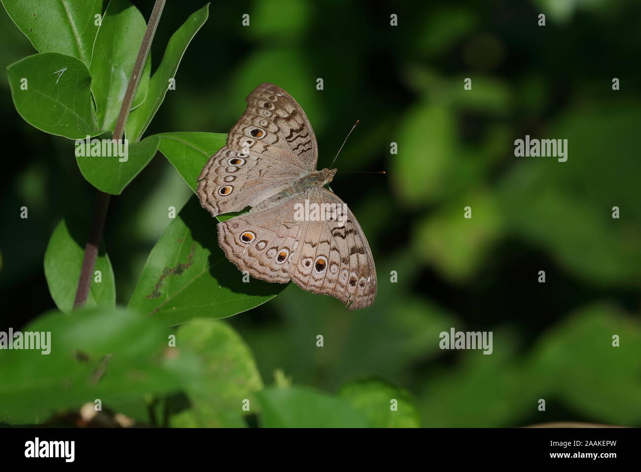 Junonia atlites, die graue Stiefmütterchen, ist eine Pflanzenart aus der Gattung der nymphalid Schmetterling in Südasien gefunden. Stockfoto
