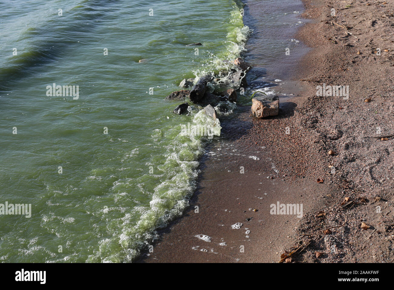 Wellen der blaugrünen Algen (Cyanobakterien) infizierten See Wasser am Strand brechen Stockfoto