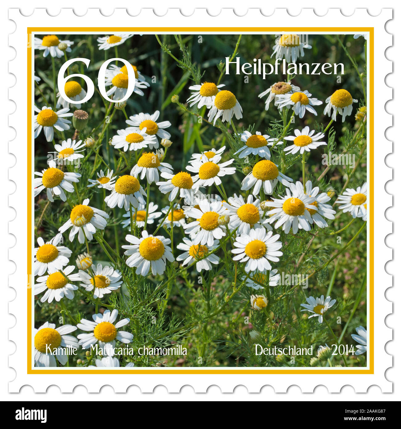 Briefmarke mit dem Bild der Echten Kamille, Matricaria Chamomilla Stockfoto
