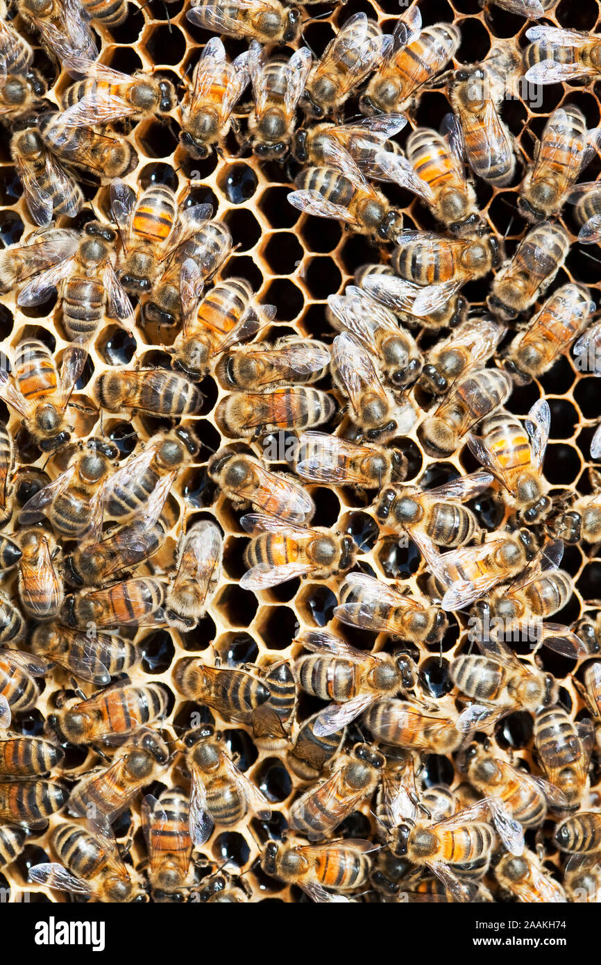 Ein Bienenstock in Cockermouth, Cumbria, Großbritannien, die infiziert ist und durch die Varoa Milbe beschädigt. Die Varoa Mite ist ein parasit von Honigbienen, die Wu hat Stockfoto